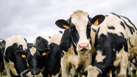 Danish scientists analyze financial effect of Salmonella on dairy ranches