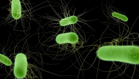 UKHSA records proceeded increase in E. coli infections