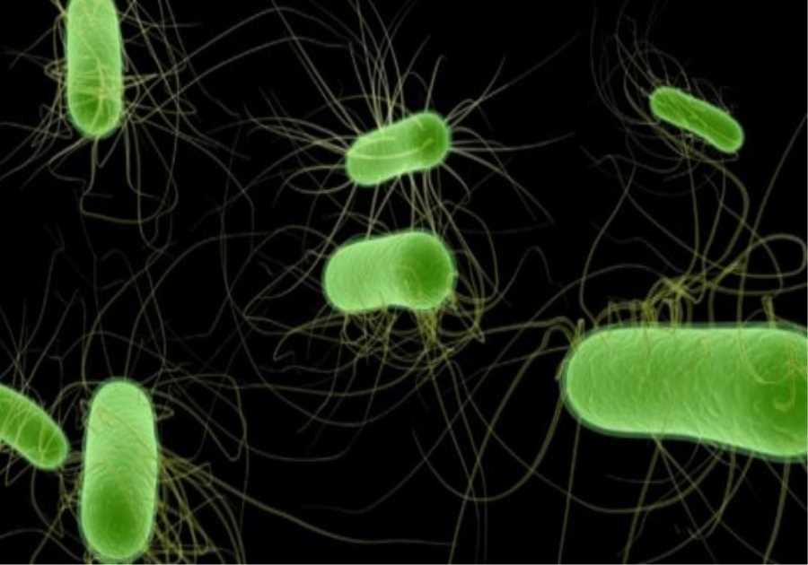UKHSA records proceeded increase in E. coli infections