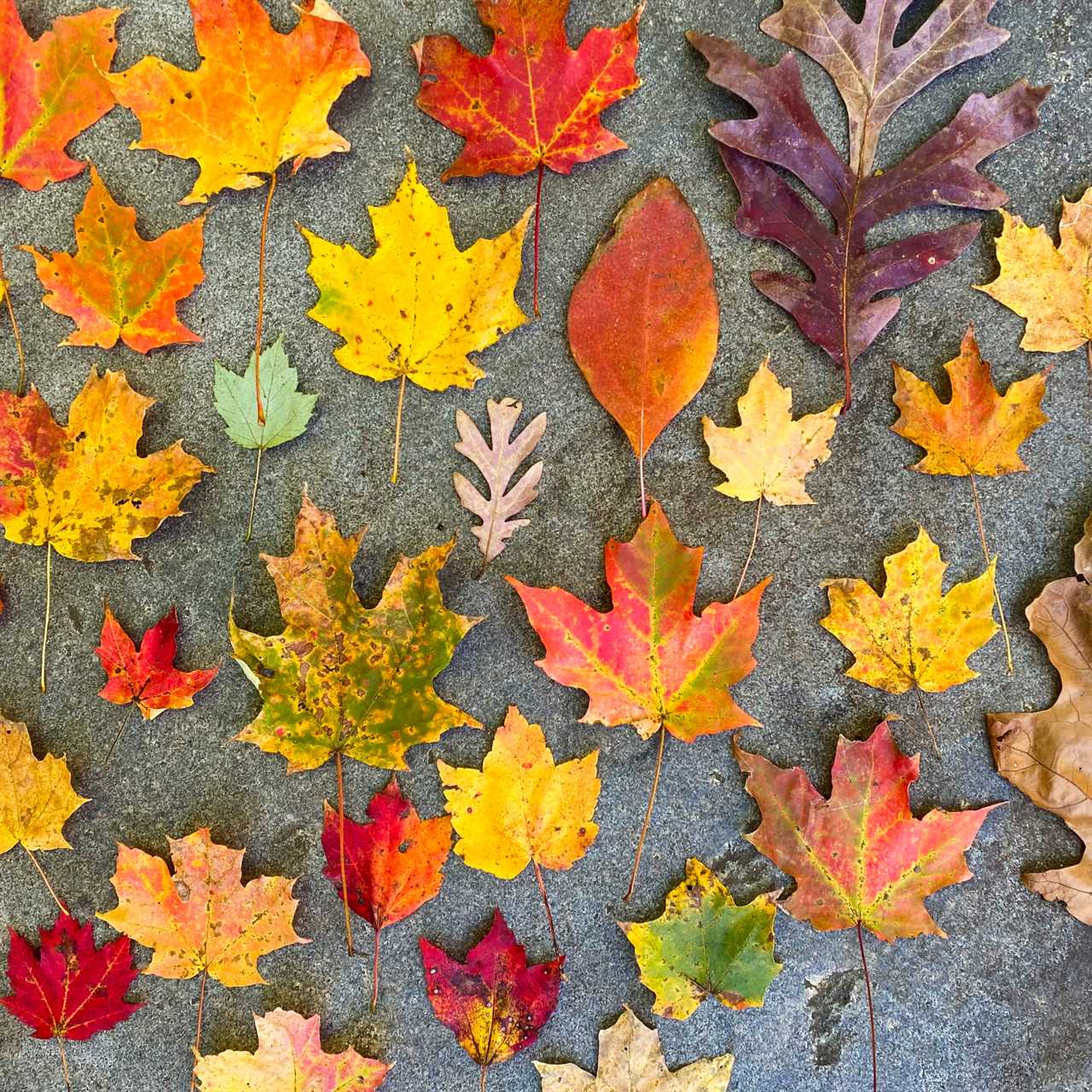 Mark Your Calendars: Our Yearly 40% Off Sale is Sunday, November second!
