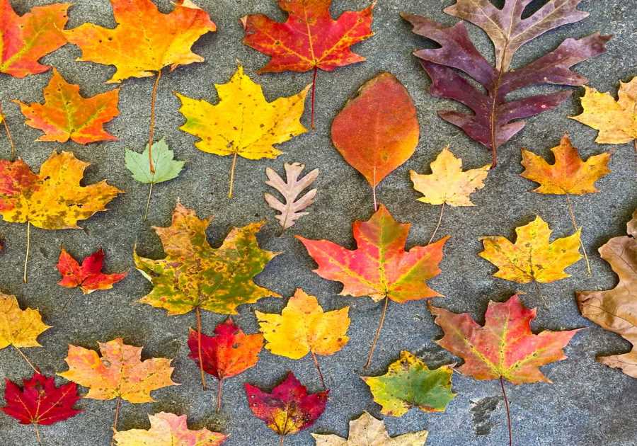 Mark Your Calendars: Our Yearly 40% Off Sale is Sunday, November second!