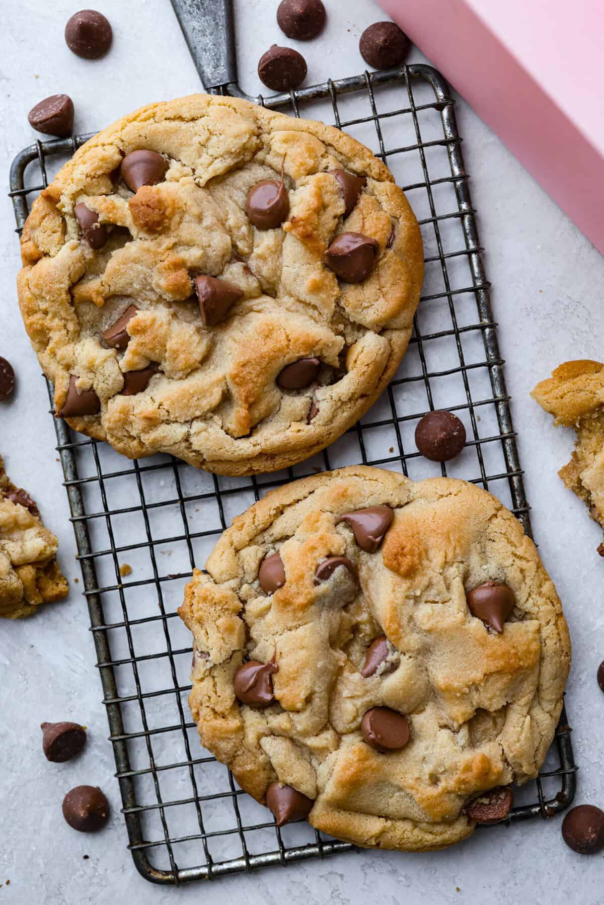 Copycat Raising Walking stick's Chicken