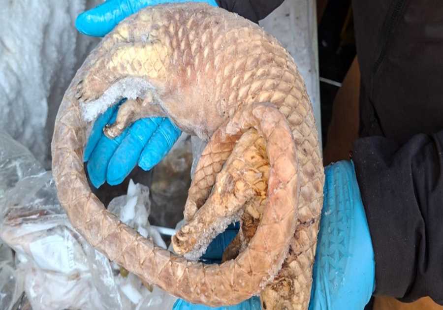 Prohibited import procedure brings about bushmeat seizure