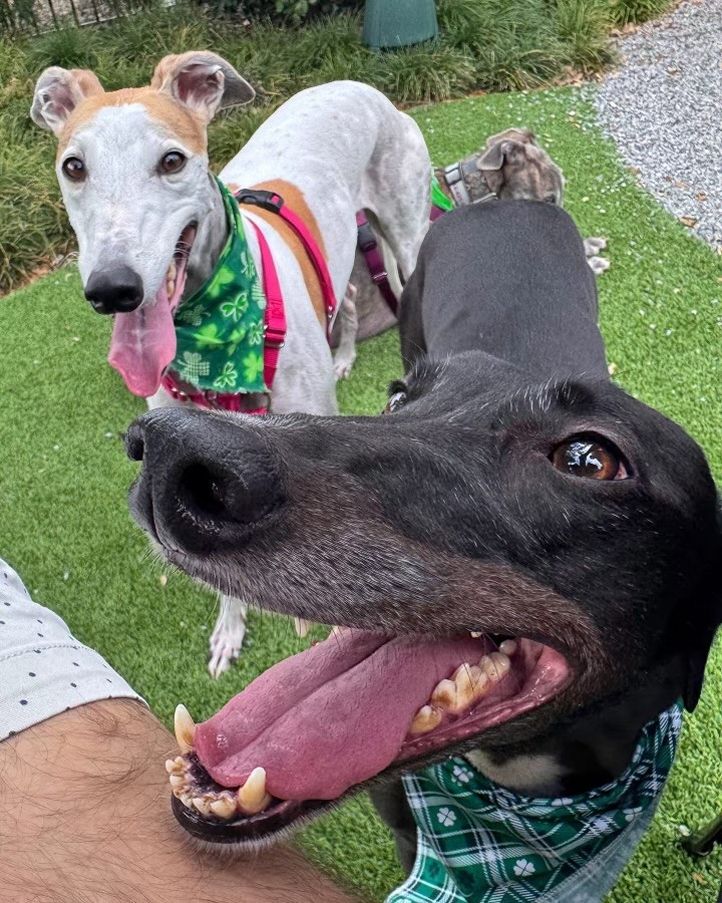 BarkHaven Brings The Luck This March With Weeklong St. Paw-trick's Pawty And More Can't Miss Events