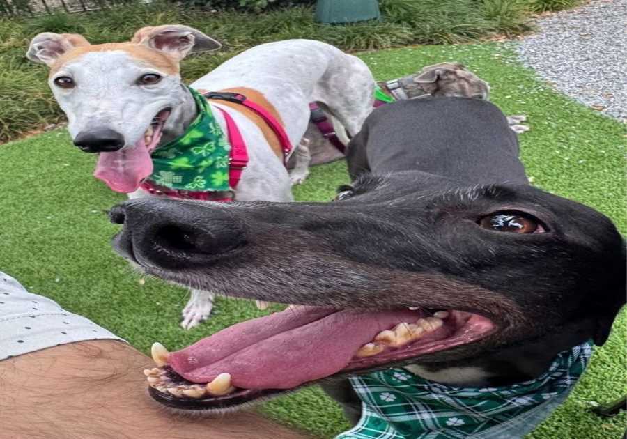 BarkHaven Brings The Luck This March With Weeklong St. Paw-trick's Pawty And Even more Can Not Miss Events