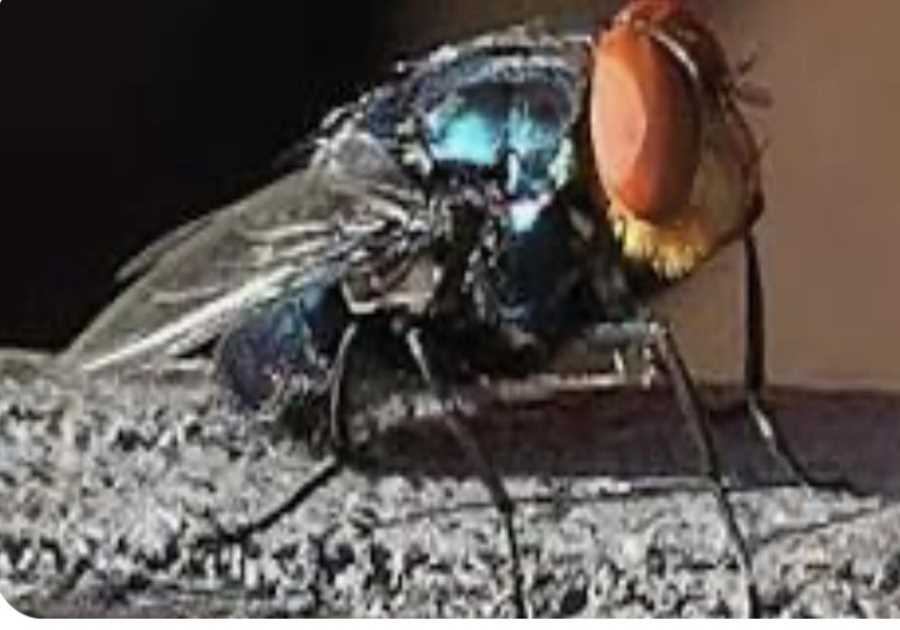 Sunday Version: New World Screwworm