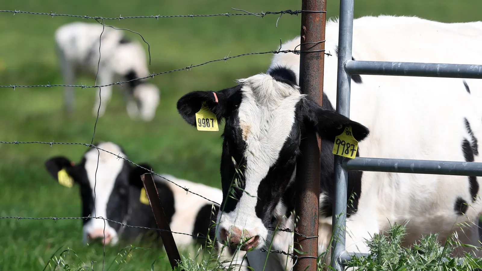 Financial institutions stop working to resolve meat and dairy's increasing methane emissions: record
