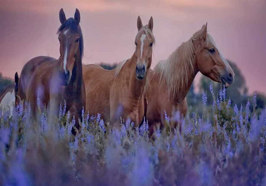 Sunday Edition: Equines as food